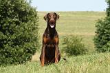 DOBERMANN 1083